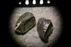 Anthericum-ramosum