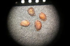 Arabis-caucasica