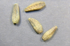 Arctium-lappa