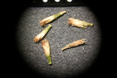 Artemisia-cana