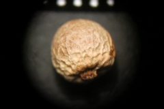 Arum-elongatum
