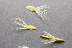 Aster-alpinus