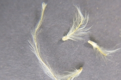 Clematis-lasiandra