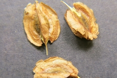Rheum-rhaponticum