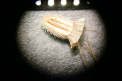 Scabiosa-ochroleuca