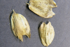 Silphium-integrifolium