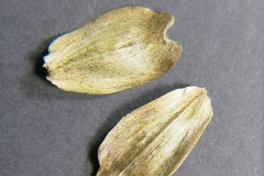 Silphium-perfoliatum