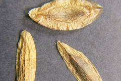 Syringa-reticulata-subsp.-amurensis