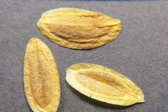 Syringa-reticulata-subsp.-pekinensis
