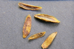 Syringa-tomentella-subsp.-yunnanensis
