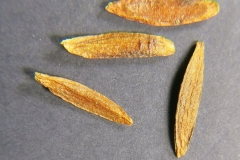 Syringa-villosa-subsp.-wolfii