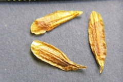 Syringa-vulgaris
