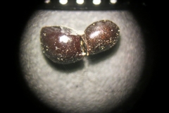 Tetradium-daniellii