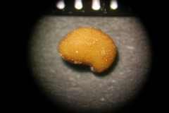 Thermopsis-chinensis