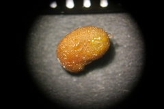 Thermopsis-lanceolata