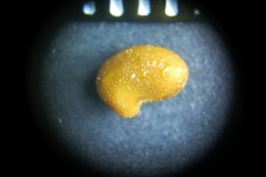 Thermopsis-villosa