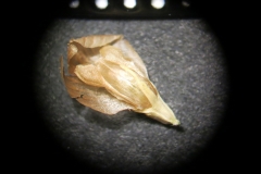 Trifolium-aureum