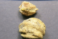 Tropaeolum-majus