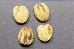 Viburnum-glomeratum