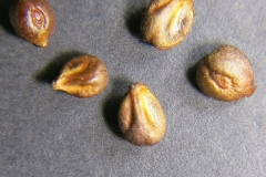 Vitis-amurensis
