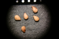 Waldsteinia-geoides