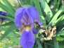 Iris fajtagyűjtemény