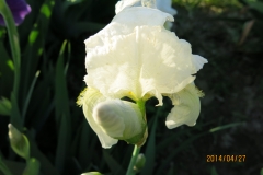 G 103 Germanica alba