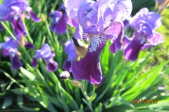 G 202 B Vulgaris