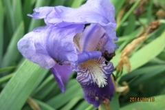 G 213 Bex