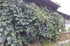 DSC01882