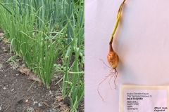 Allium cepa_Cegledi tf.