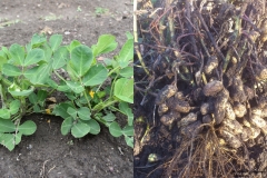 Arachis hypogaea_Tiburesti