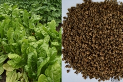 Beta vulgaris_Patvarci tf.