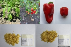 Capsicum annuum_gulacsi_tf.