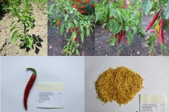 Capsicum annuum_szatmarcsekei_tf.