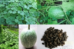 Cucurbita ficifolia_penyigei_tf.