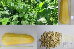 Cucurbita pepo_gulacsi_tf.