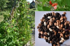 Phaseolus coccineus_Nagykalloi_tf._es_Golodin_bab