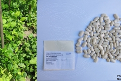 Phaseolus vulgaris _Márokpapi_tf.
