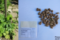 Phaseolus vulgaris _jándi_tf.