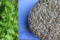 Phaseolus vulgaris _turistvándi_tf.