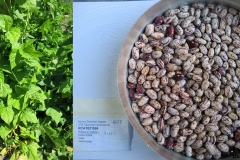 Phaseolus vulgaris _uszkai_tf.
