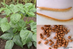 Vigna unguiculata_Mohacsi tf.