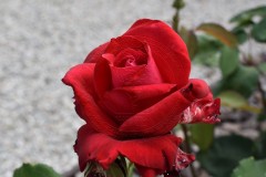Aradi-13