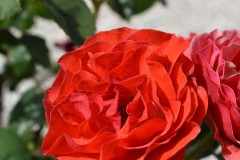 Arany-Janos-emleke-4