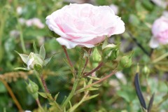 Kanizsay-Orsolya-emleke