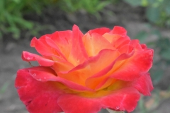 Alinka-rose