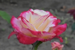 Duble-delight-rose