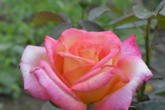 Gold-parfum-rose