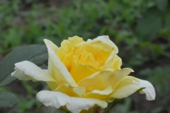 Mabella-rose